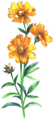 Coreopsis wildflowers watercolor