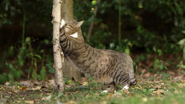 Pet tabby cat sharpening claws on trunk of tree in garden - shot in slow motion
