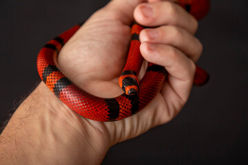 Lampropeltis triangulum, commonly known as the milk snake or milksnake, is a species of kingsnake