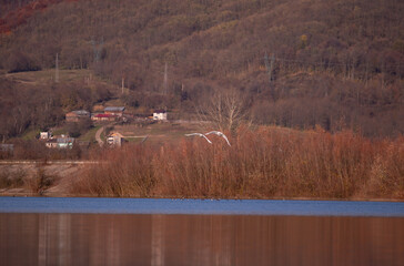 group of swans flying over the lake. Cygnus birds in the wild during autumn season