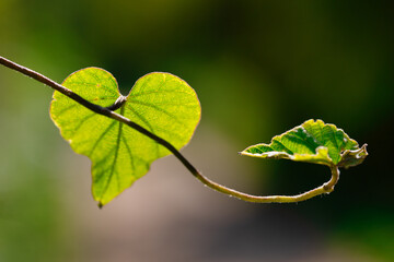 leaf heart shape,green leaf heart growing in nature