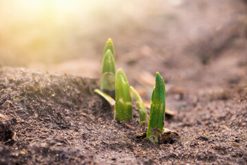First green sprouts of flowers grow from the ground. Early spring. Gardening and farming concept.