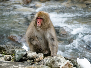 Japanese macaque snow monkey by Yokoyu river