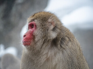 Obraz premium close up face of Japanese macaque snow monkey 15