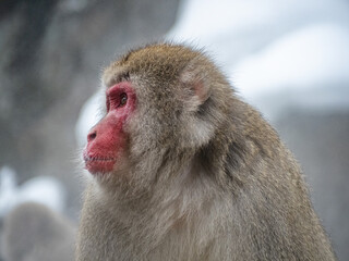 close up face of Japanese macaque snow monkey 15