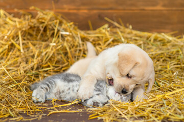 Labrador puppy hugs and bites a small tabby scottish kitten in a pile of straw in a wooden shed on a farm