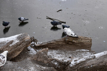A white dove sits on a log near the frozen winter pond. Other pigeons walk on the ice.