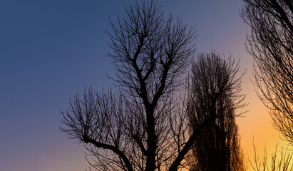 Fototapeta na wymiar Silhouettes of bare trees against early morning morning sky