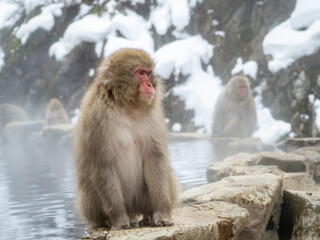 Japanese snow monkey sitting beside hot spring 37
