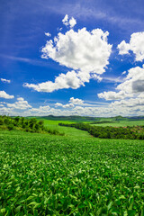 soy plantation, agriculture and development