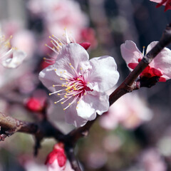 桜のアップ　ピンクの桜　春