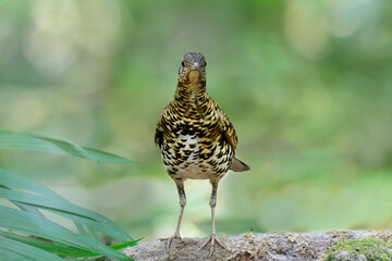 front view of mysterious stripe bird with tiger livery look, Scaly or White's thrush