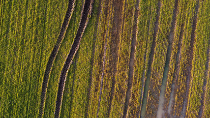 Drone shot of field during sunset.