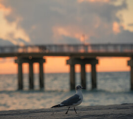 seagull on the pier beach beautiful nature summer sunrise beach 