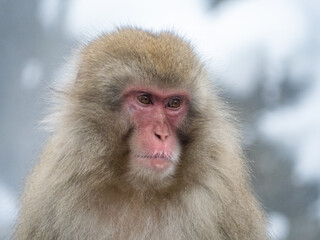 close up face of Japanese macaque snow monkey 12