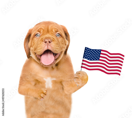 Happy puppy holds American (USA) flag in it paw. isolated on white background