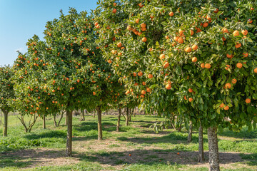 Fototapeta na wymiar Mandarin tree (Citrus reticulata) with tangerines on its branches