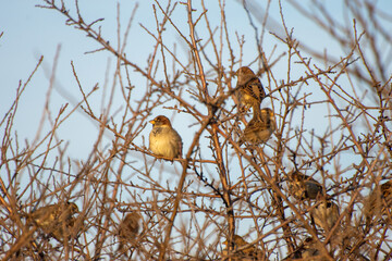 Sparrows on branches during golden hour.