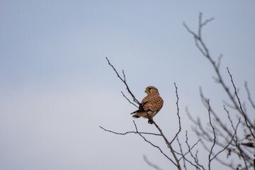 Eagle perching on branches.