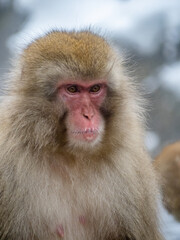 close up face of Japanese macaque snow monkey 11
