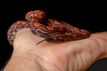 Epicrates cenchria is a boa species endemic to Central and South America. Common names include the...