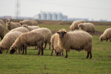 Sheep in the field