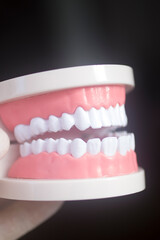 Dental white teeth model