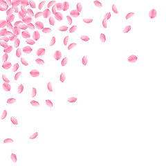 Sakura petals falling down. Romantic pink bright medium flowers. Thick flying cherry petals. Scatter