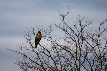 Eagle perching on branches.