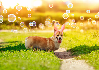 cute corgi puppy walks in Easter bunny ears on a green sunny meadow in soap bubbles