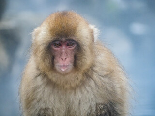 close up face of Japanese macaque snow monkey 10