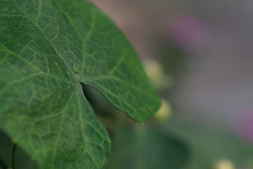 lvy gourd leaf with natural blurred background.