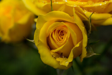 A selective focus shot of a white Rose with dewdrops on it