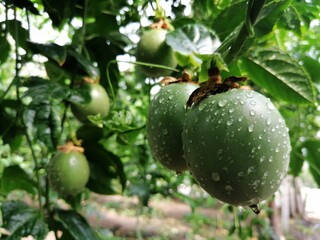 green apple on a tree