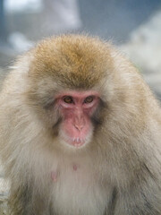 close up face of Japanese macaque snow monkey 7