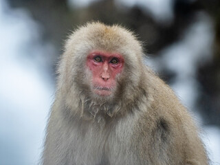 close up adult Japanese macaque snow monkey