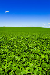 Fototapeta na wymiar soy plantation, agriculture and development