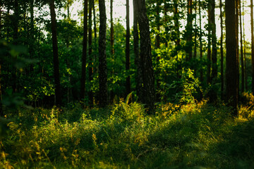 Obraz premium woods