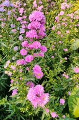 Obraz premium pink flowers in the garden