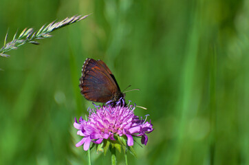 papillon