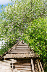 Bird cherry blossoming with white flowers on a sunny spring day near an old wooden ruined house in the village. A symbol of new life on old ruins. Country rural landscape.