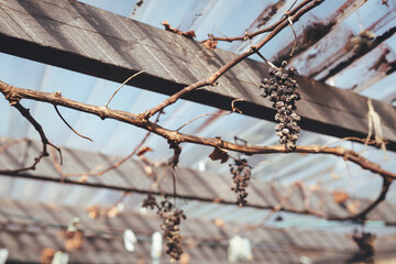 Grape vine over winter/spring