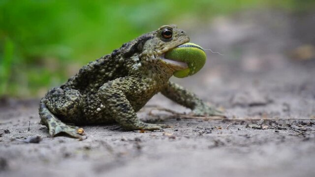 A toad tries to swallow a green caterpillar.