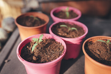 Tomato seedling in plant pot