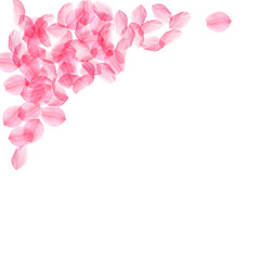 Sakura petals falling down. Romantic pink silky big flowers. Thick flying cherry petals. Top left co