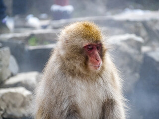 Japanese macaque snow monkey by hot spring 1