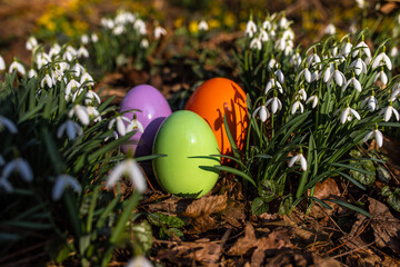 Ostereier zwischen Schneeglöckchen im Garten