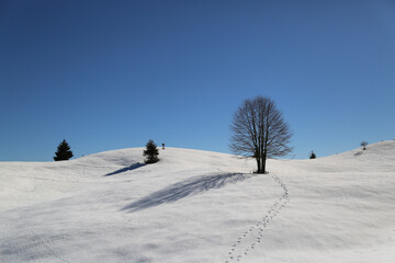 View of the landscape near the Col Dei S'Cios in Friuli Venezia Giulia, Italy