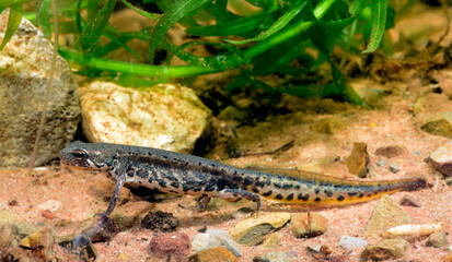 Italienischer Wassermolch (Lissotriton italicus)