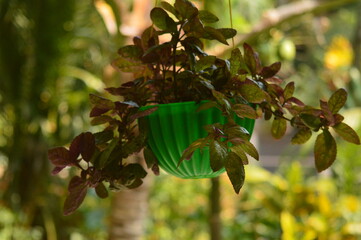 red and green leaves on hanging pot